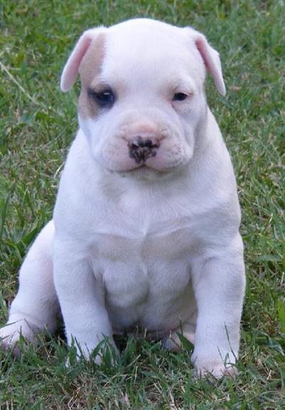 American Pit Bull Puppies for Sale